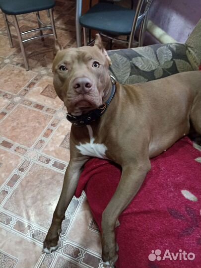 Американский питбуль