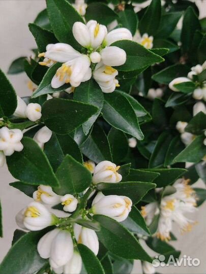 Саженцы цитрусовых растений