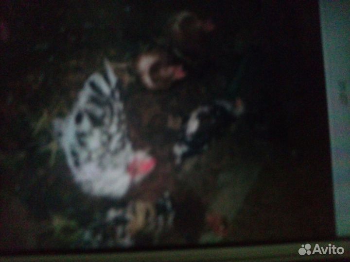 Петухи билефельдер и ливанские ситцевые