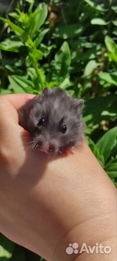 Сирийский хомяк