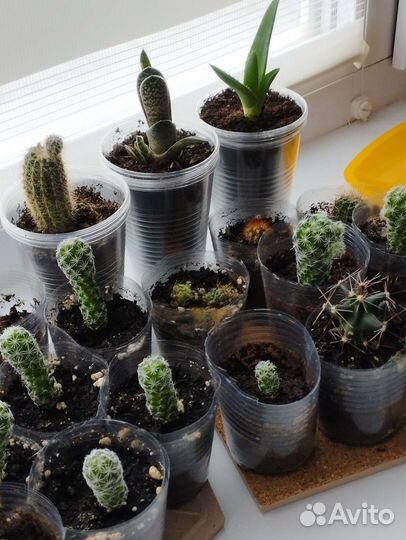 Суккуленты и другие комнатные растения