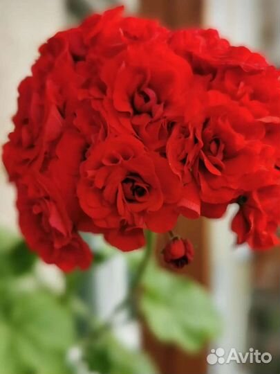 Пеларгония герань