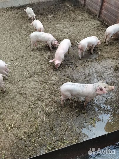Поросята породы ландрас