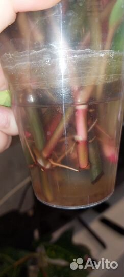 Филодендон медуза