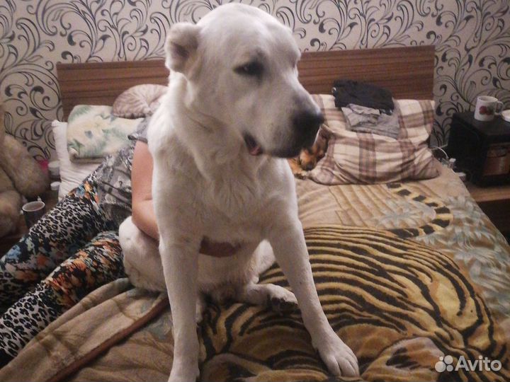 Среднеазиатская овчарка алабай вязка