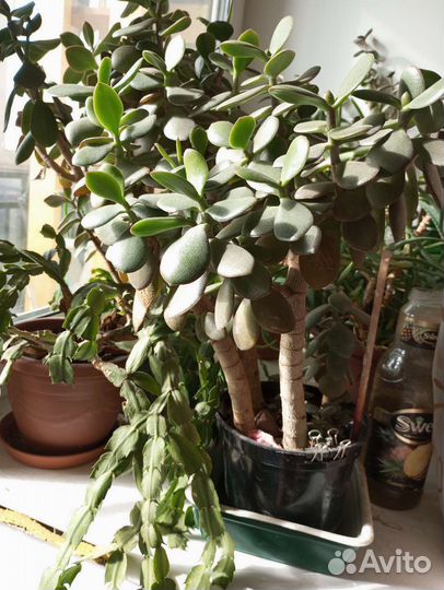 Толстянка взрослая с горшком