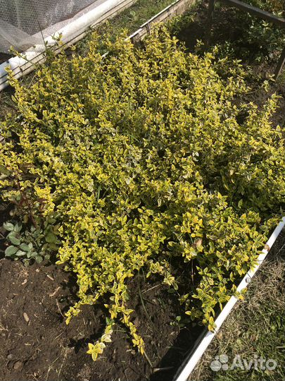 Многолетники