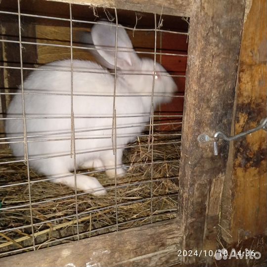 Кролики мясных пород