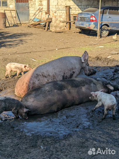 Поросята домашние 1,5 мес, мясного направления