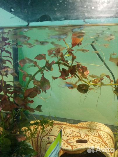 Гуппи голубые японские Эндлера