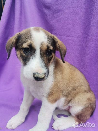 Щенок в добрые руки