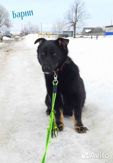 Мини собаки