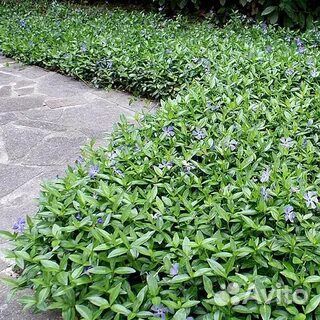 Флокс шиловидный,барвинок