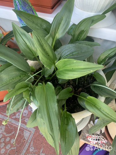 Дримиопсис