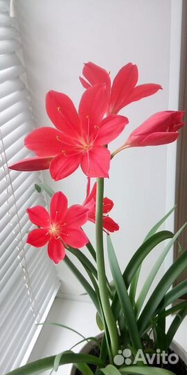 Цветы комнатные