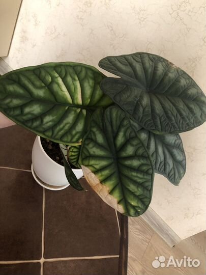 Алоказия шкура дракона