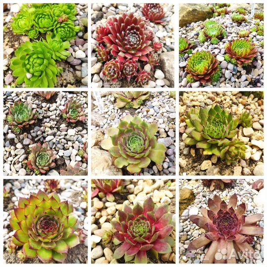 Молодило, Каменная роза