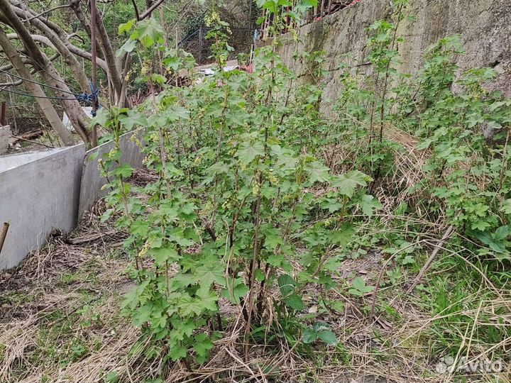 Красная смородина. Лавровый лист