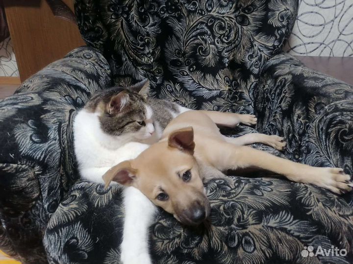 Собака в добрые руки