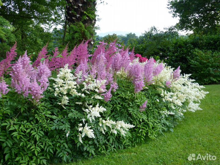 Астильба: неприхотливые многолетники