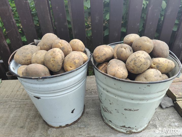 Картофель ямный