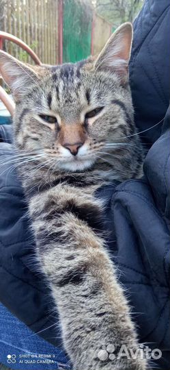 Котя в добрые руки