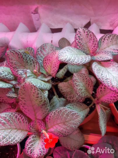 Эписсия,традесканция, королевская герань