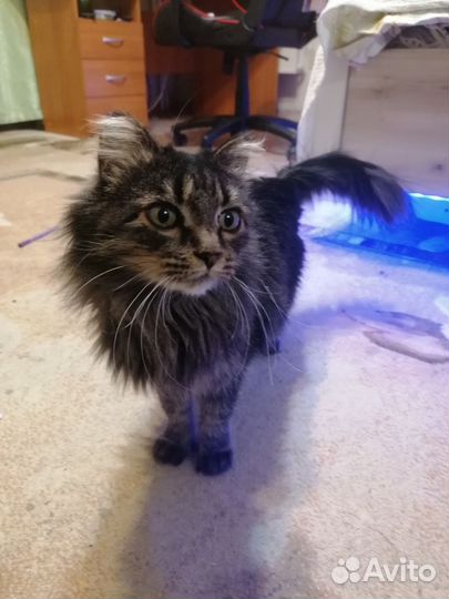 Отдам в добрые руки кошку Ирку