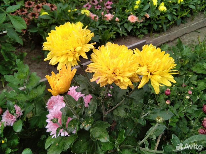 Хризантемы