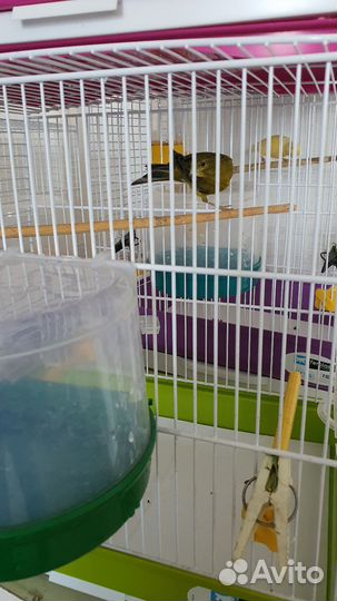 Кенара и канарейки