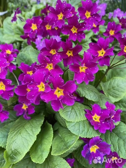 Пионы саженцы, примула,лилия