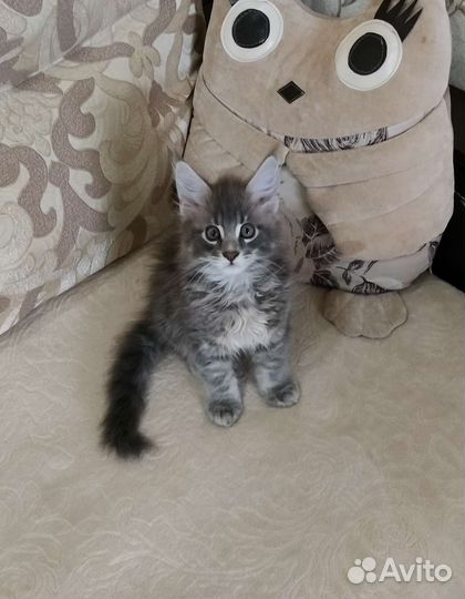 Котята Мейн-Кун