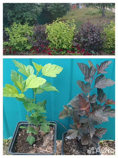 Пузыреплодник