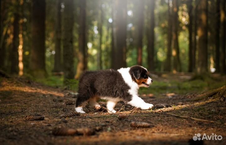 Австралийская овчарка (аусси) щенки
