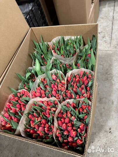 Свежие тюльпаны оптом с доставкой