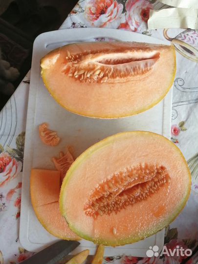 Семяна дыни
