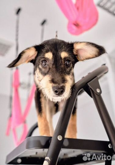 Щенок Мартин