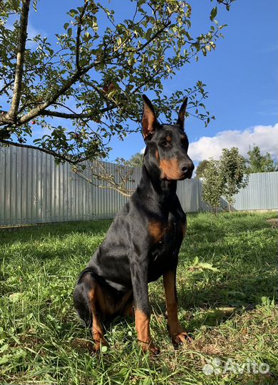 Щенки добермана