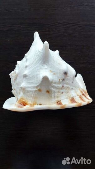 Кассис карнута 10'