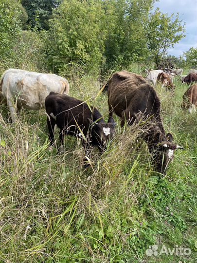 Быки коровы и телки