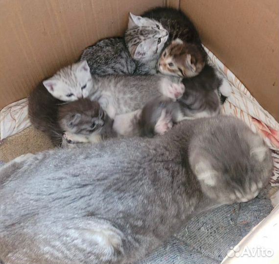 Шотландская