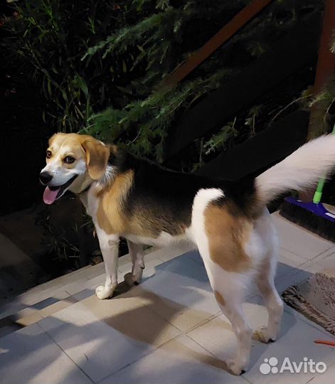 Собачка в добрые руки бесплатно