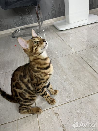 Бенгальский кот