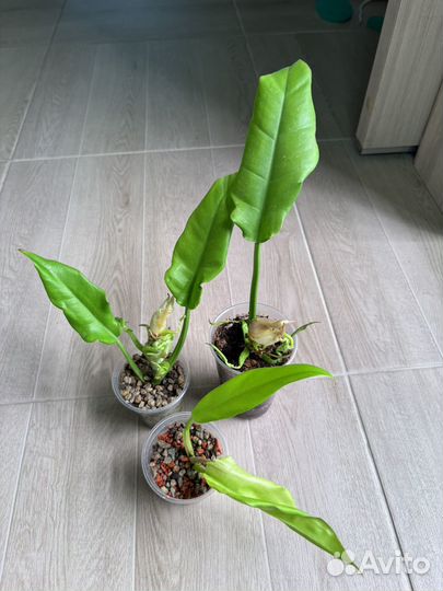 Филодендрон золотой крокодил