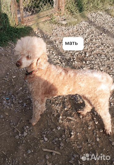 Карликовый пудель