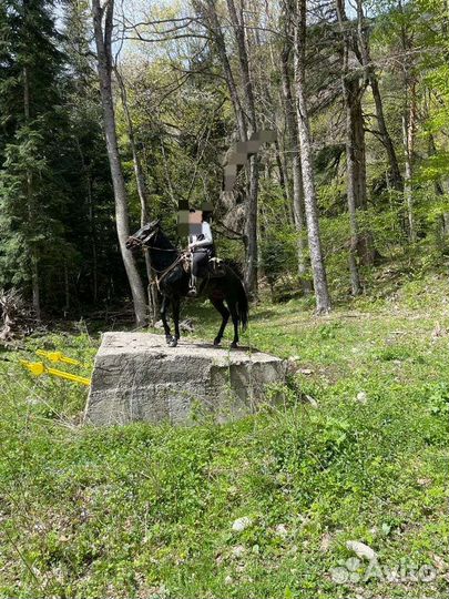 Карачаевский жеребец