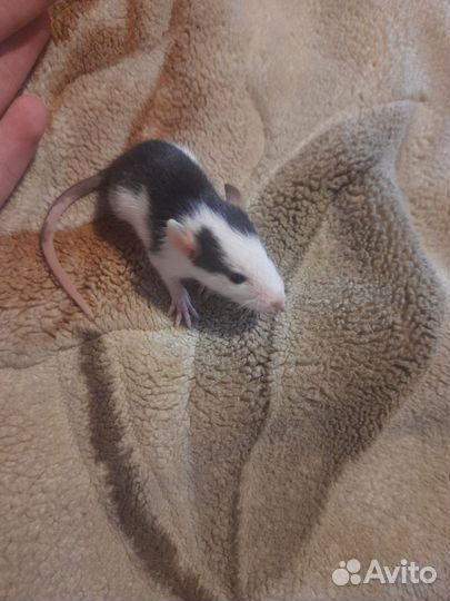 Крыса дамбо