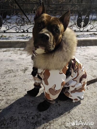 Пошив одежды для собак