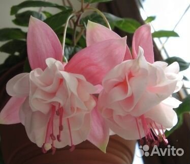 Фуксия несколько сортов