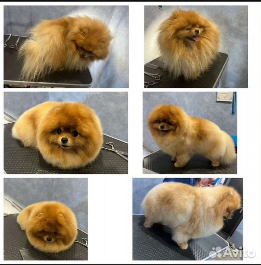 Груминг стрижка собак,ищу модель породы Шпиц